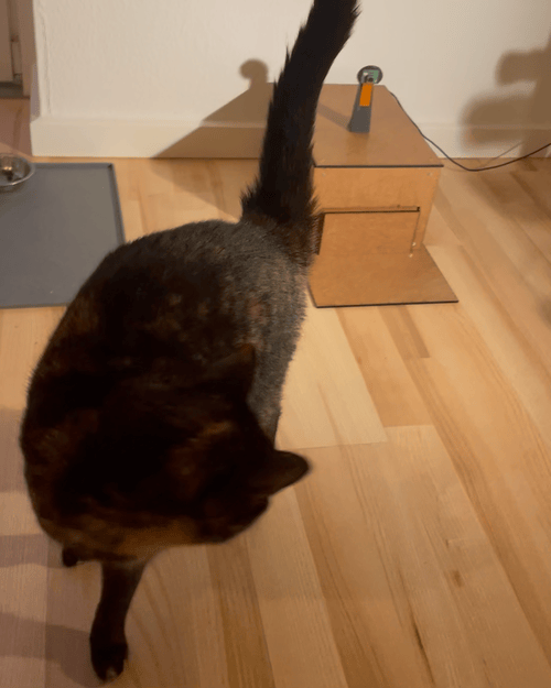 (Lilo getting her food)