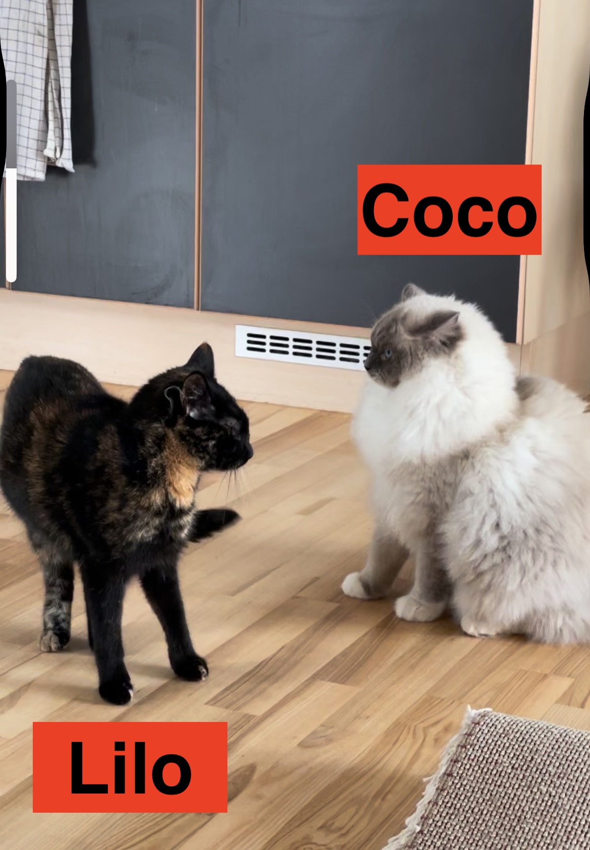 (Lilo and Coco)