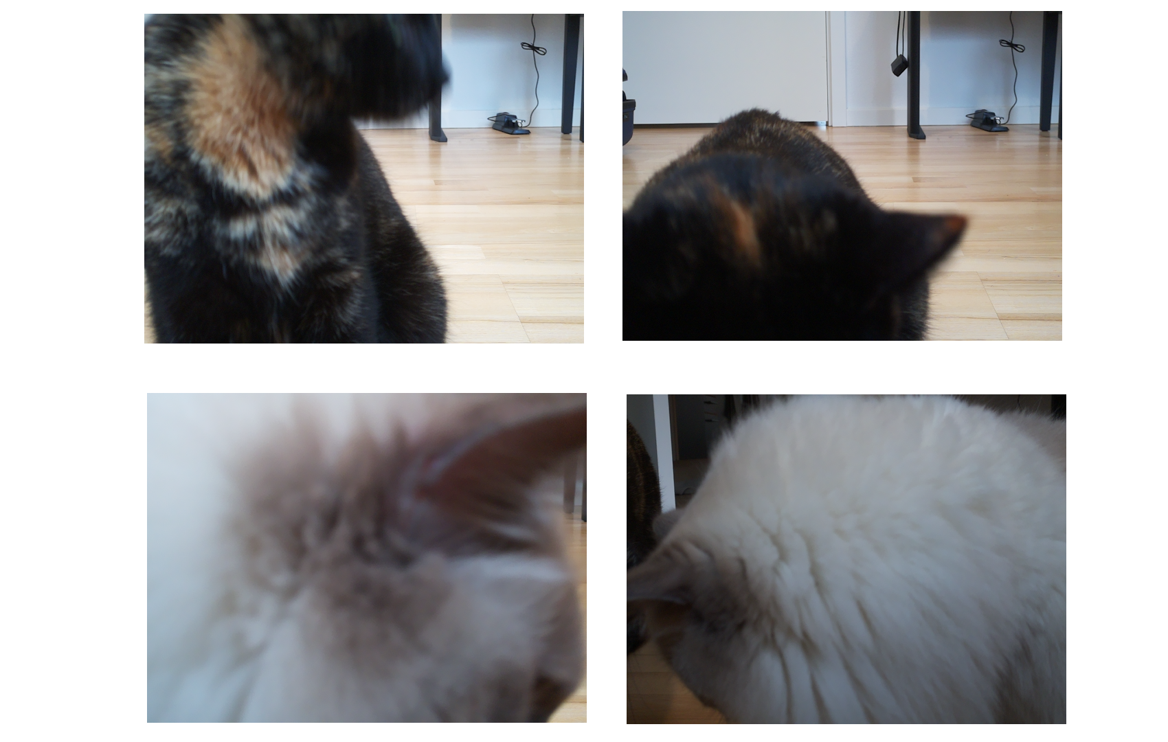 (Closeup of the cats when eating)